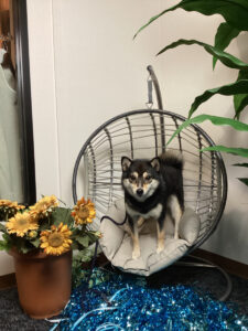 仙台ペット宿R with dogご宿泊わんちゃんのご紹介