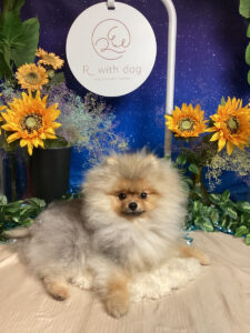 仙台ペット宿R with dogご宿泊わんちゃんのご紹介