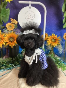 仙台ペット宿R with dogご宿泊わんちゃんのご紹介