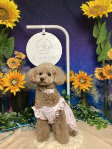 仙台ペット宿Ｒwithdogご宿泊頂きましたわんちゃんのご紹介