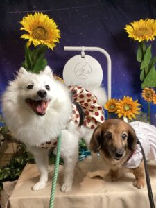 仙台ペット宿R with dogご宿泊頂きましたわんちゃんのご紹介