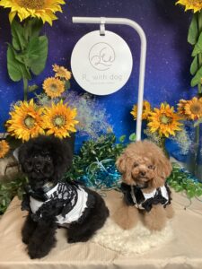仙台ペット宿Ｒwithdogご宿泊頂きましたわんちゃんのご紹介