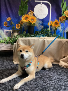 仙台ペット宿R with dogご宿泊わんちゃんのご紹介