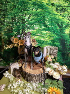 仙台ペット宿Ｒwithdogご宿泊頂きましたわんちゃんのご紹介