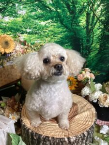 仙台ペット宿R with dogご宿泊わんちゃんのご紹介