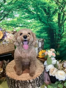 仙台ペット宿R with dogご宿泊わんちゃんのご紹介