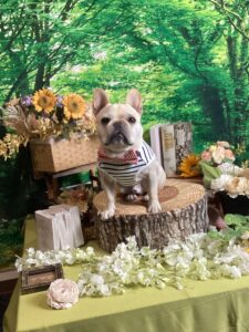 仙台ペット宿Ｒwithdogご宿泊頂きましたわんちゃんのご紹介