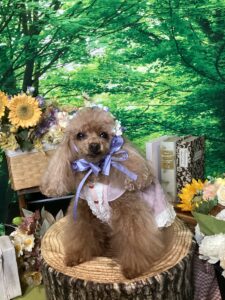 仙台ペット宿R with dogご宿泊わんちゃんのご紹介