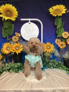 仙台ペット宿R with dogご宿泊頂きましたわんちゃんのご紹介