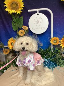 仙台ペット宿R with dogご宿泊頂きましたわんちゃんのご紹介