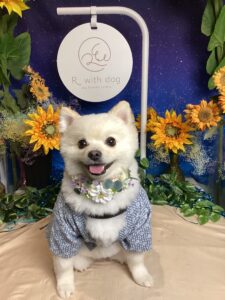 仙台ペット宿Ｒwithdogご宿泊頂きましたわんちゃんのご紹介