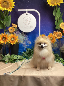 仙台ペット宿R with dogご宿泊頂きましたわんちゃんのご紹介