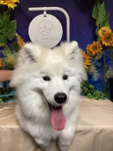 仙台ペット宿Ｒwithdogご宿泊頂きましたわんちゃんのご紹介
