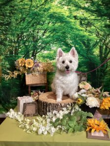 仙台ペット宿R with dogご宿泊わんちゃんのご紹介