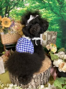 仙台ペット宿R with dogご宿泊わんちゃんのご紹介