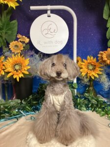仙台ペット宿Ｒwithdogご宿泊頂きましたわんちゃんのご紹介