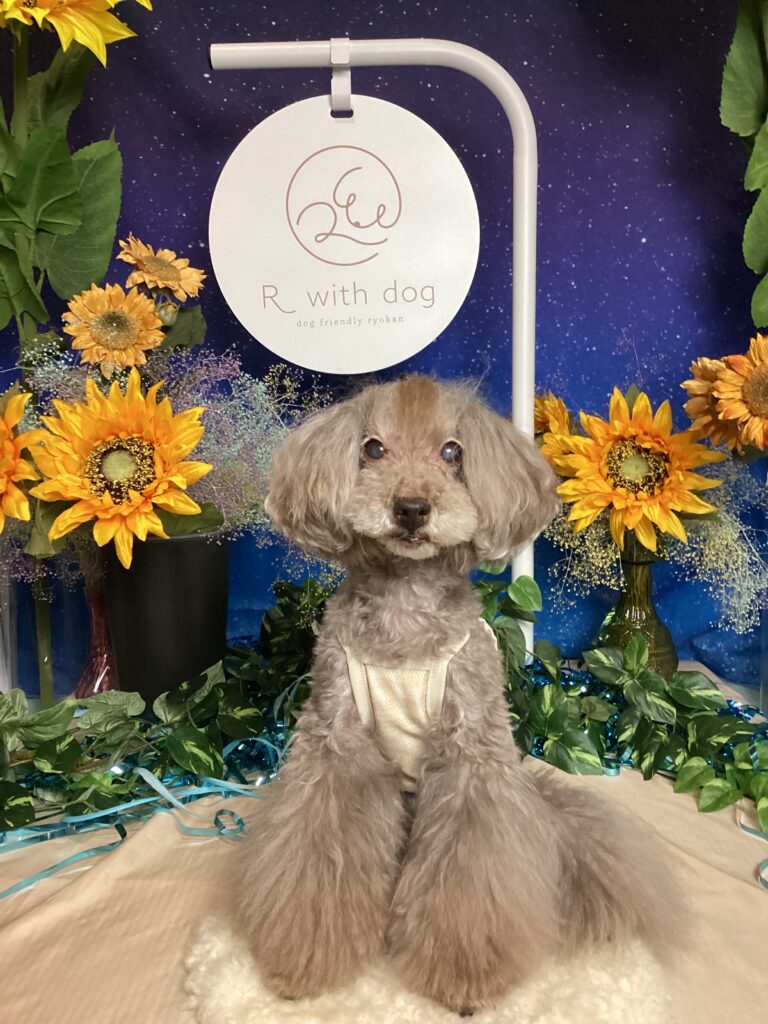 仙台ペット宿Ｒwithdogご宿泊頂きましたわんちゃんのご紹介