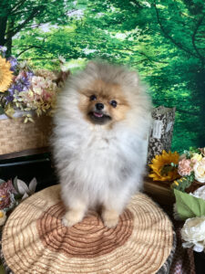 仙台ペット宿R with dogご宿泊わんちゃんのご紹介