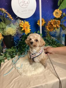 仙台ペット宿Ｒwithdogご宿泊頂きましたわんちゃんのご紹介