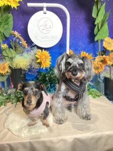 仙台ペット宿Ｒwithdogご宿泊頂きましたわんちゃんのご紹介