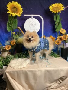 仙台ペット宿R with dogご宿泊頂きましたわんちゃんのご紹介