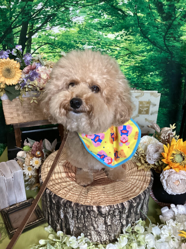 仙台ペット宿R with dogご宿泊わんちゃんのご紹介