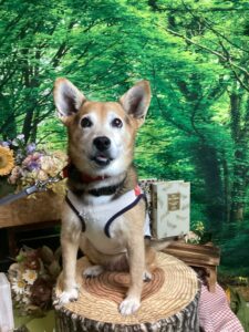 仙台ペット宿Ｒwithdogご宿泊頂きましたわんちゃんのご紹介