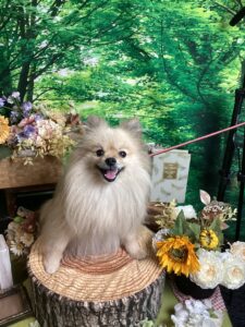 仙台ペット宿R with dogご宿泊わんちゃんの紹介