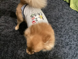 仙台ペット宿R with dogご宿泊いただきましたわんちゃんのご紹介
