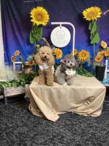 仙台ペット宿Ｒwithdogご宿泊頂きましたわんちゃんのご紹介