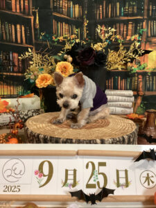 仙台ペット宿R with dogご宿泊わんちゃんのご紹介