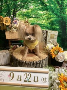 仙台ペット宿R with dogご宿泊いただきましたわんちゃんのご紹介