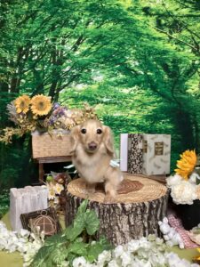 仙台ペット宿Ｒwithdogご宿泊頂きましたわんちゃんのご紹介