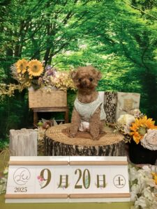 仙台ペット宿R with dogご宿泊わんちゃんのご紹介