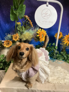 仙台ペット宿R with dogご宿泊わんちゃんのご紹介