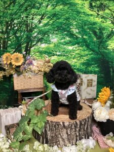 仙台ペット宿R with dogご宿泊わんちゃんのご紹介