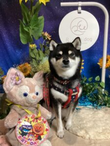 仙台ペット宿R with dogご宿泊わんちゃんご紹介