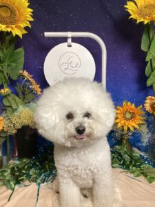 仙台ペット宿R with dogご宿泊わんちゃんの紹介