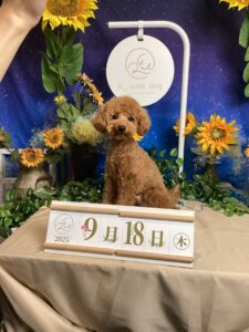 仙台ペット宿R with dogご宿泊いただきましたわんちゃんのご紹介