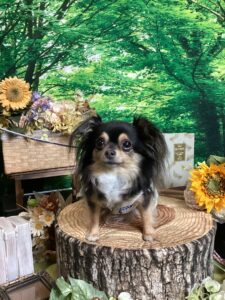 仙台ペット宿Ｒwithdogご宿泊頂きましたわんちゃんのご紹介