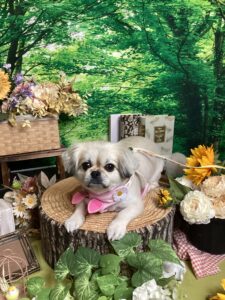仙台ペット宿Ｒwithdogご宿泊頂きましたわんちゃんのご紹介