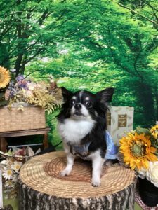 仙台ペット宿Ｒwithdogご宿泊頂きましたわんちゃんのご紹介