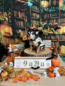仙台ペット宿R with dogご宿泊いただきましたわんちゃんのご紹介