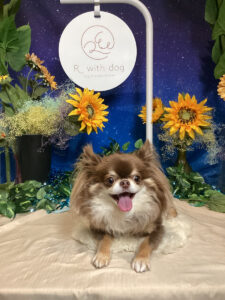 仙台ペット宿R with dogご宿泊わんちゃんのご紹介
