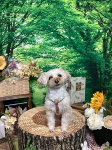 仙台ペット宿Ｒwithdogご宿泊頂きましたわんちゃんのご紹介