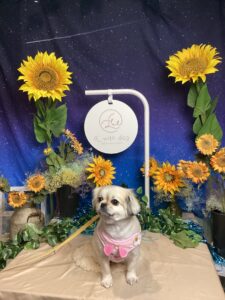 仙台ペット宿Ｒwithdogご宿泊頂きましたわんちゃんのご紹介
