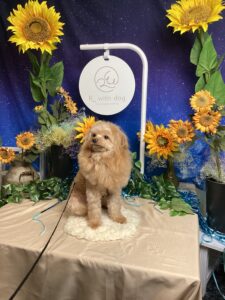 仙台ペット宿Ｒwithdogご宿泊頂きましたわんちゃんのご紹介