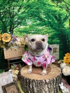 仙台ペット宿Ｒwithdogご宿泊頂きましたわんちゃんのご紹介