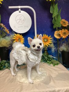 仙台ペット宿Ｒwithdogご宿泊頂きましたわんちゃんのご紹介