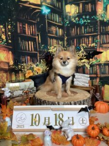 仙台ペット宿R with dogご宿泊頂きましたわんちゃんのご紹介